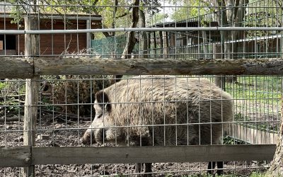Besuch der Naturschutz und Ranger Station in Marienfelde