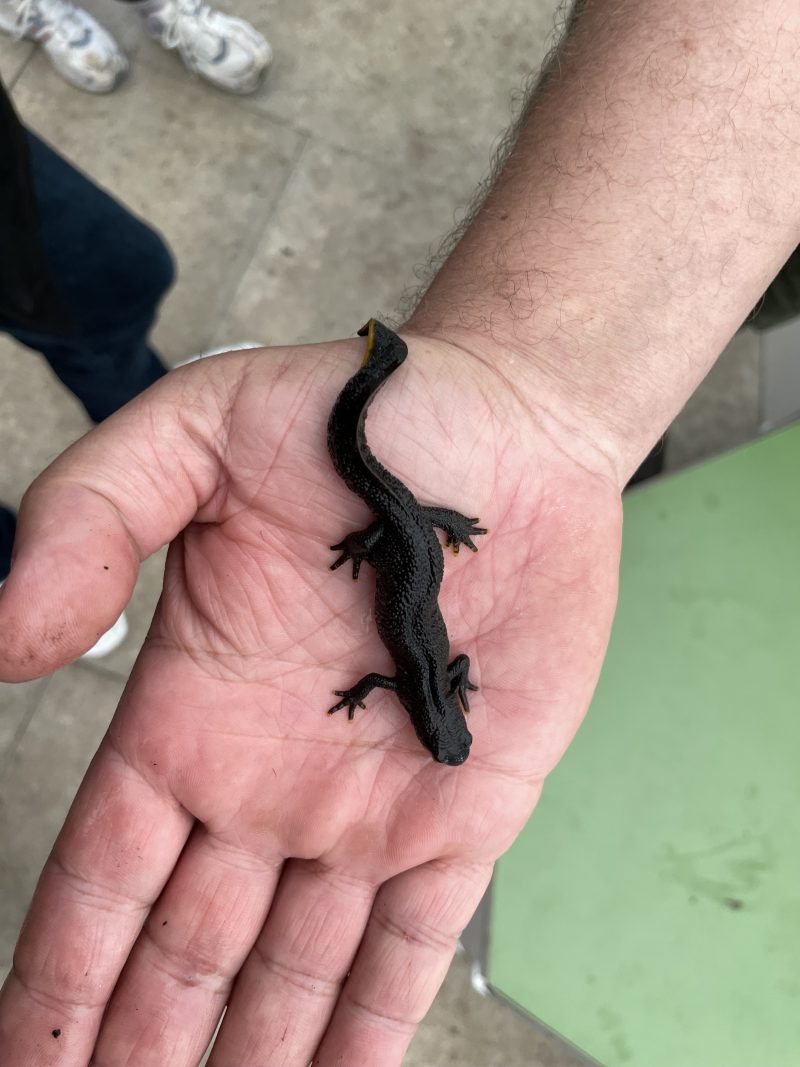 Dieses Bild hat ein leeres Alt-Attribut. Der Dateiname ist IMG_2501-800x1067.jpeg