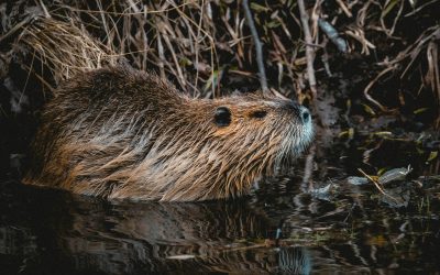 Die Situation der Biber in Berlin – meine schriftliche Anfrage